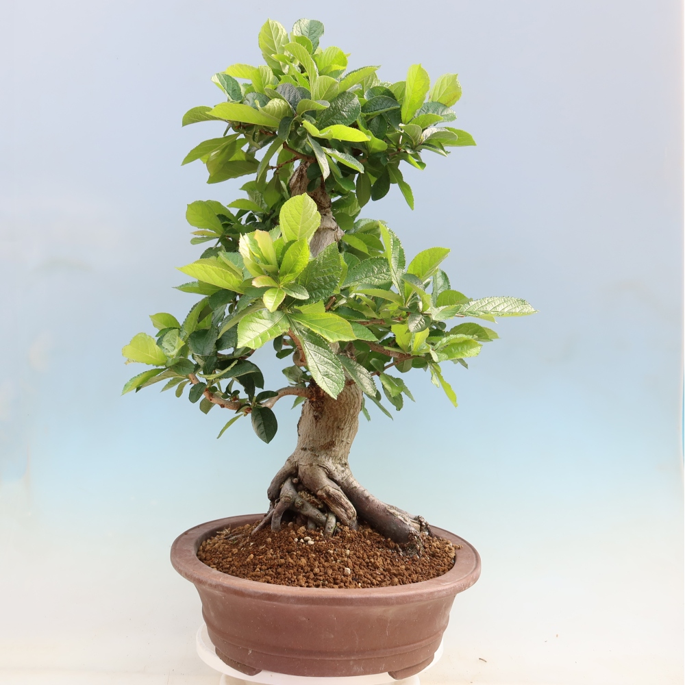 Kültéri bonsai - Photinia villosa