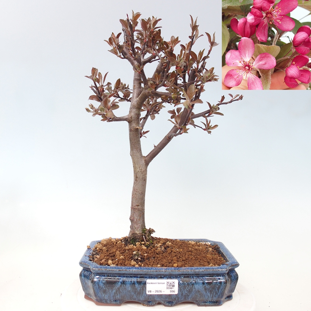 Kültéri bonsai -Malus domestica - Kis gyümölcsű piros levelű almafa