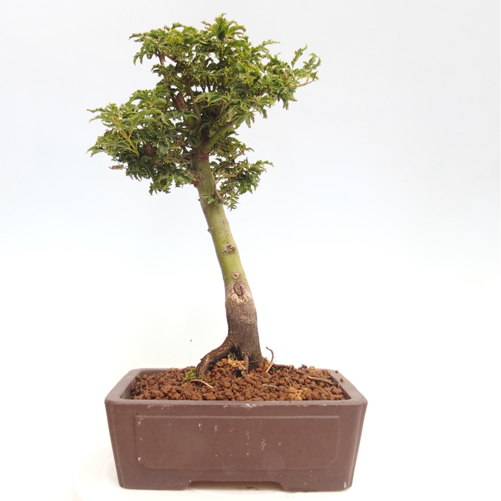 Kültéri bonsai -Javor pálma Acer palmatum Shishigashira