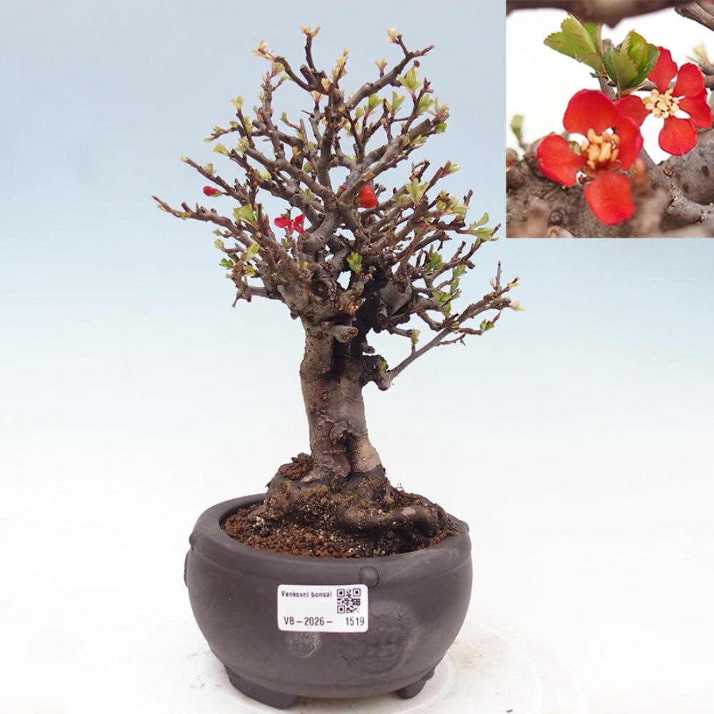 Kültéri bonsai - Chaneomeles speciosa - birs