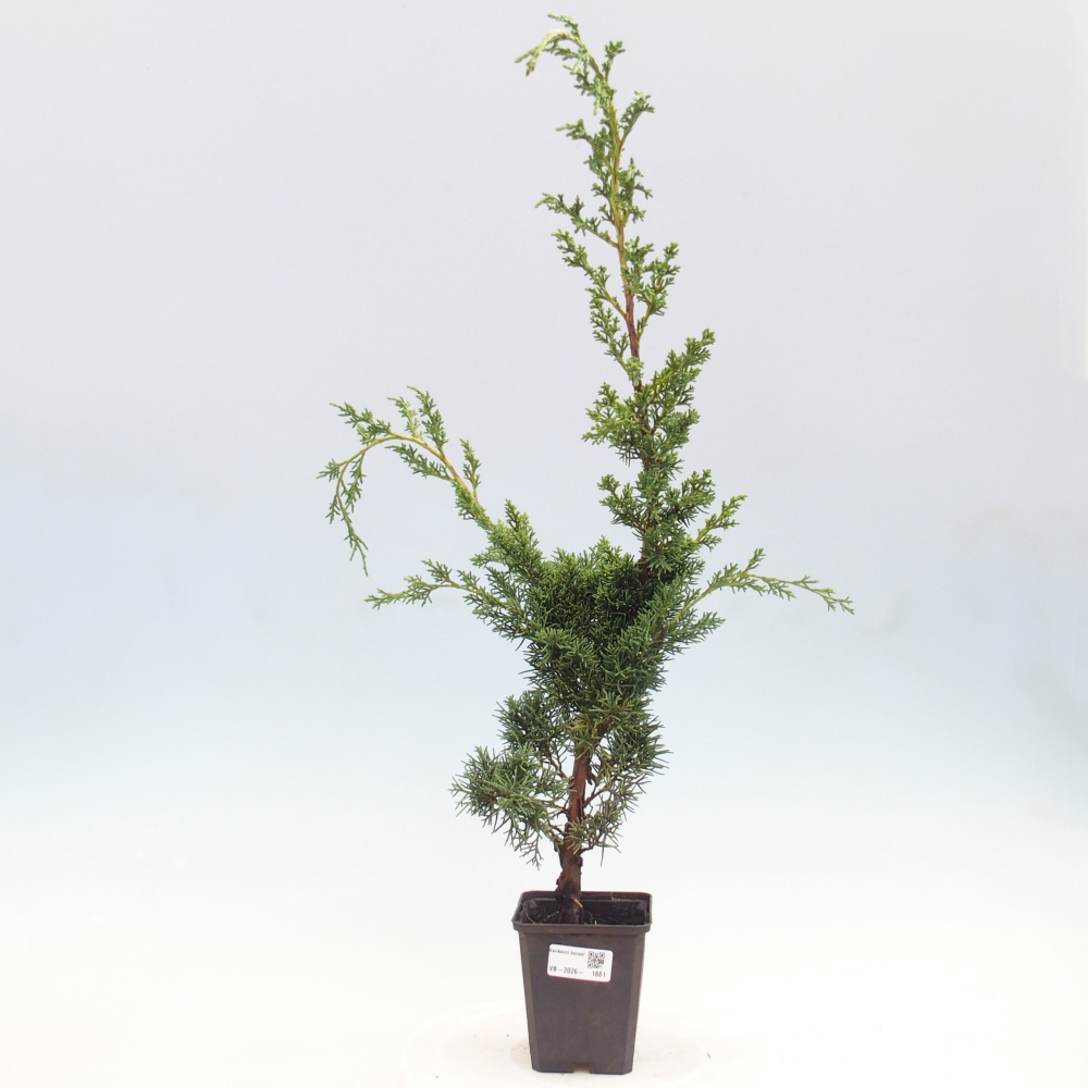 Kültéri bonsai - Juniperus chinensis Kishu
