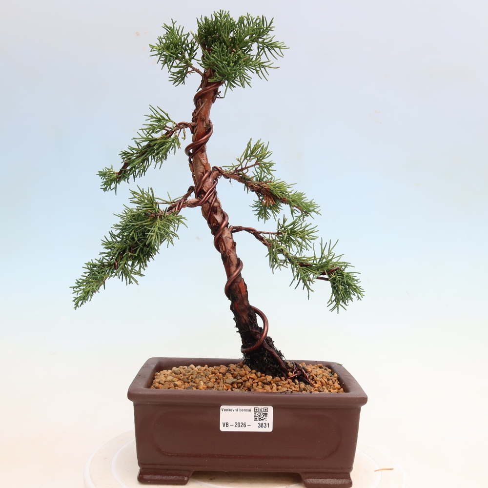 Kültéri bonsai - Juniperus chinensis Kishu