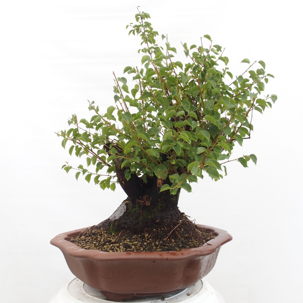 Kültéri bonsai - Mahalebka - Prunus mahaleb - Prunus mahaleb