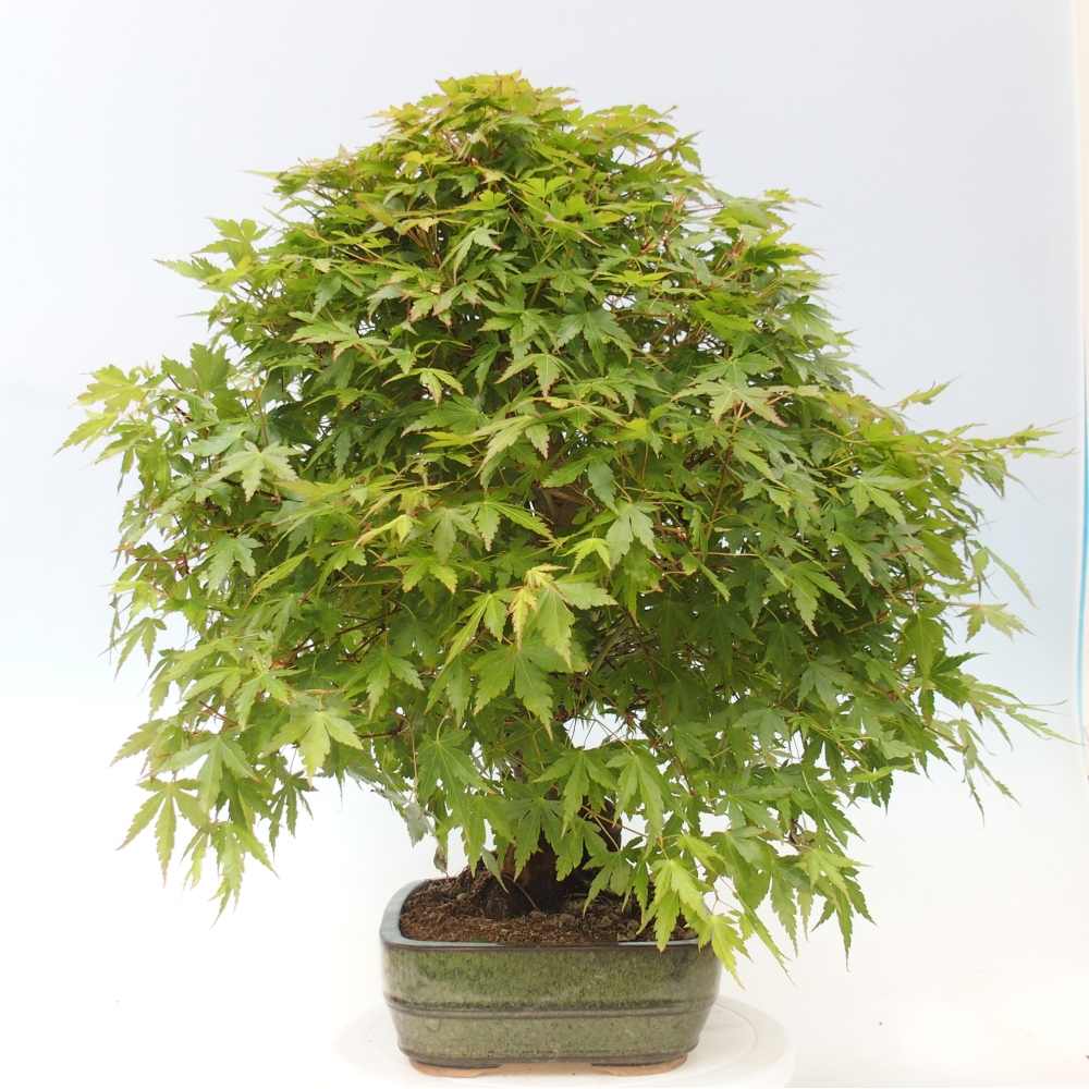 Kültéri bonsai - Acer palmatum - CSAK raklap előkészítése