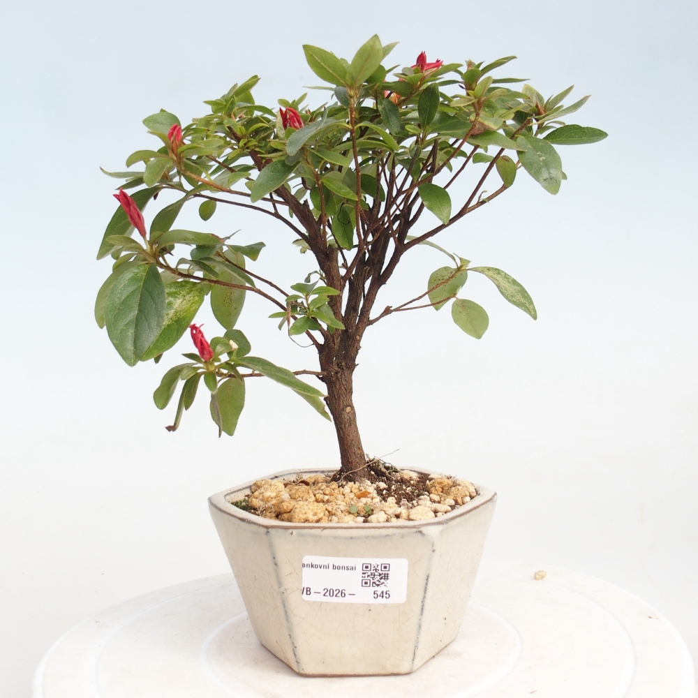 Kültéri bonsai - japán azálea - Azalea sp.
