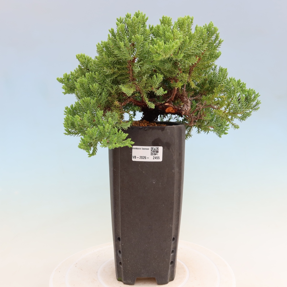 Kültéri bonsai - Juniperus procumbens - Juniperus procumbens