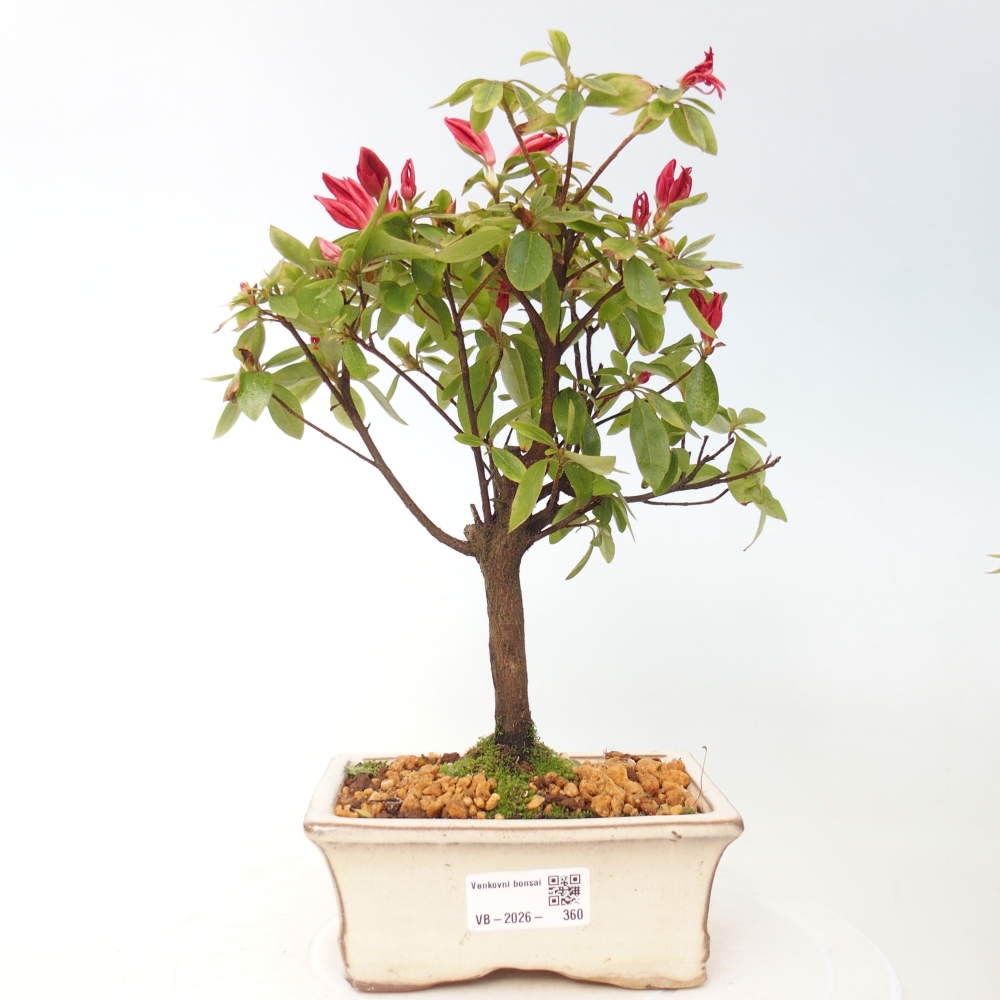 Kültéri bonsai - japán azálea - Azalea sp.