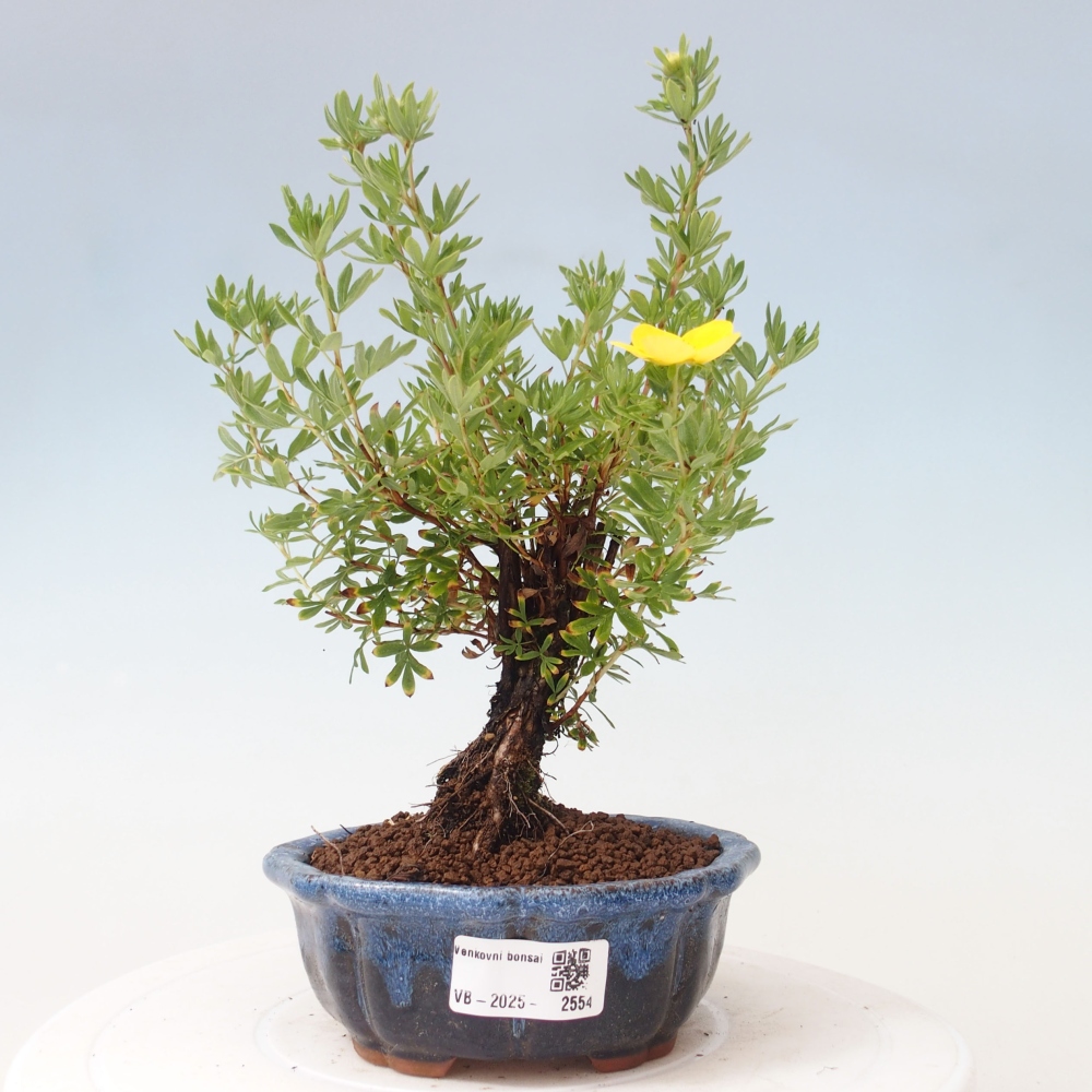 Kültéri bonsai - Potentila fruticosa sárga Bird