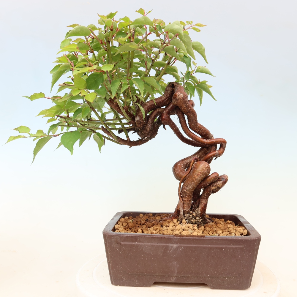 Kültéri bonsai – Japán barack – Prunus Mume