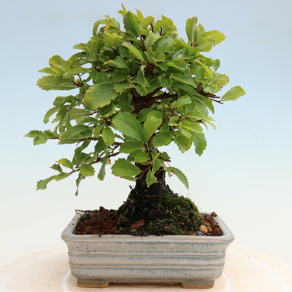 Kültéri bonsai - Zelkova - Zelkova NIRE