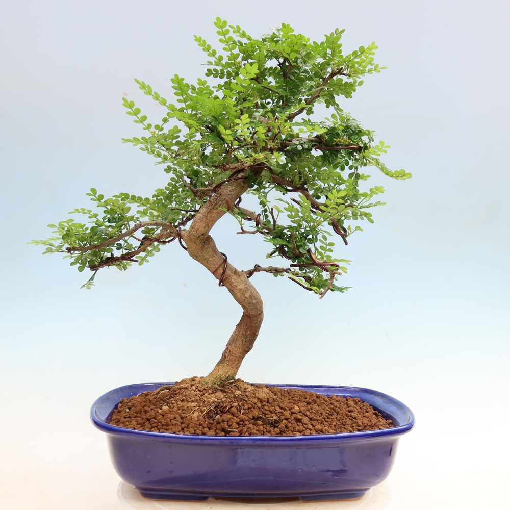 Szobai bonsai - Zantoxylum piperitum - borsfa