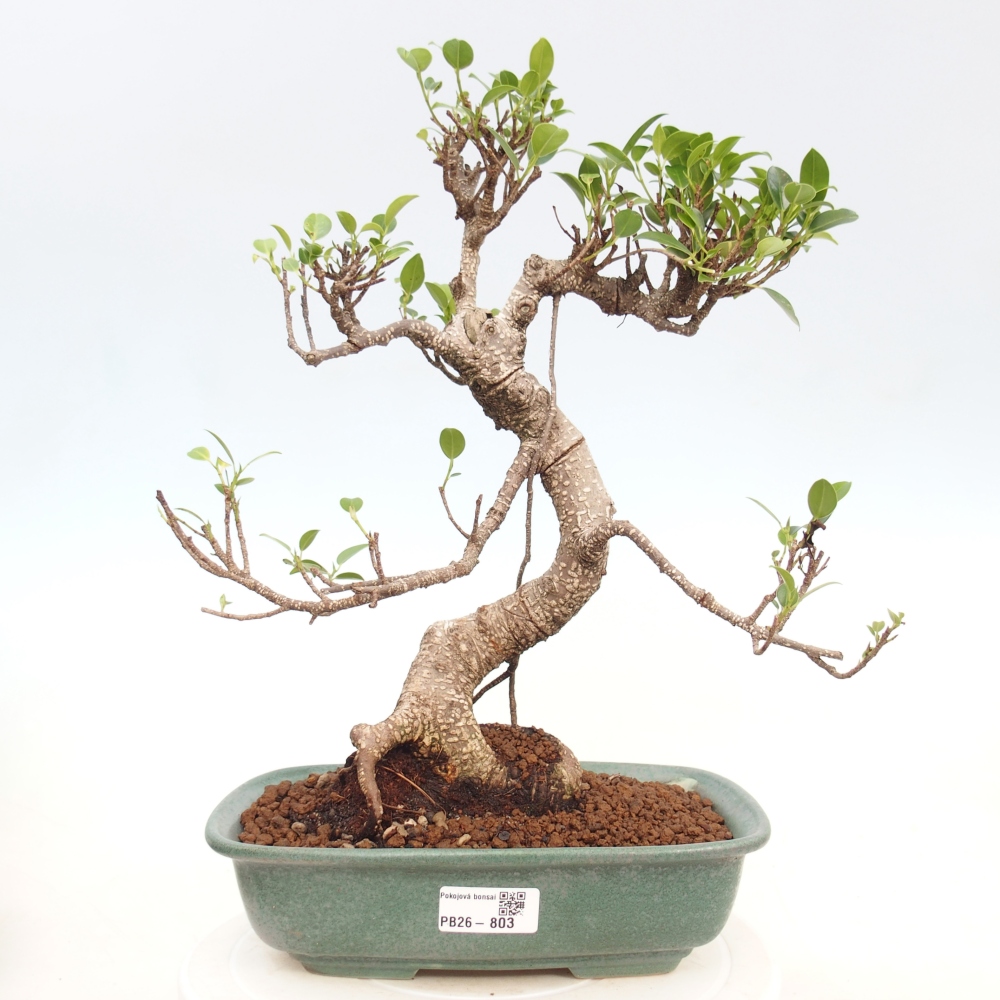 Szobai bonsai - Ficus kimmen - kislevelű fikusz