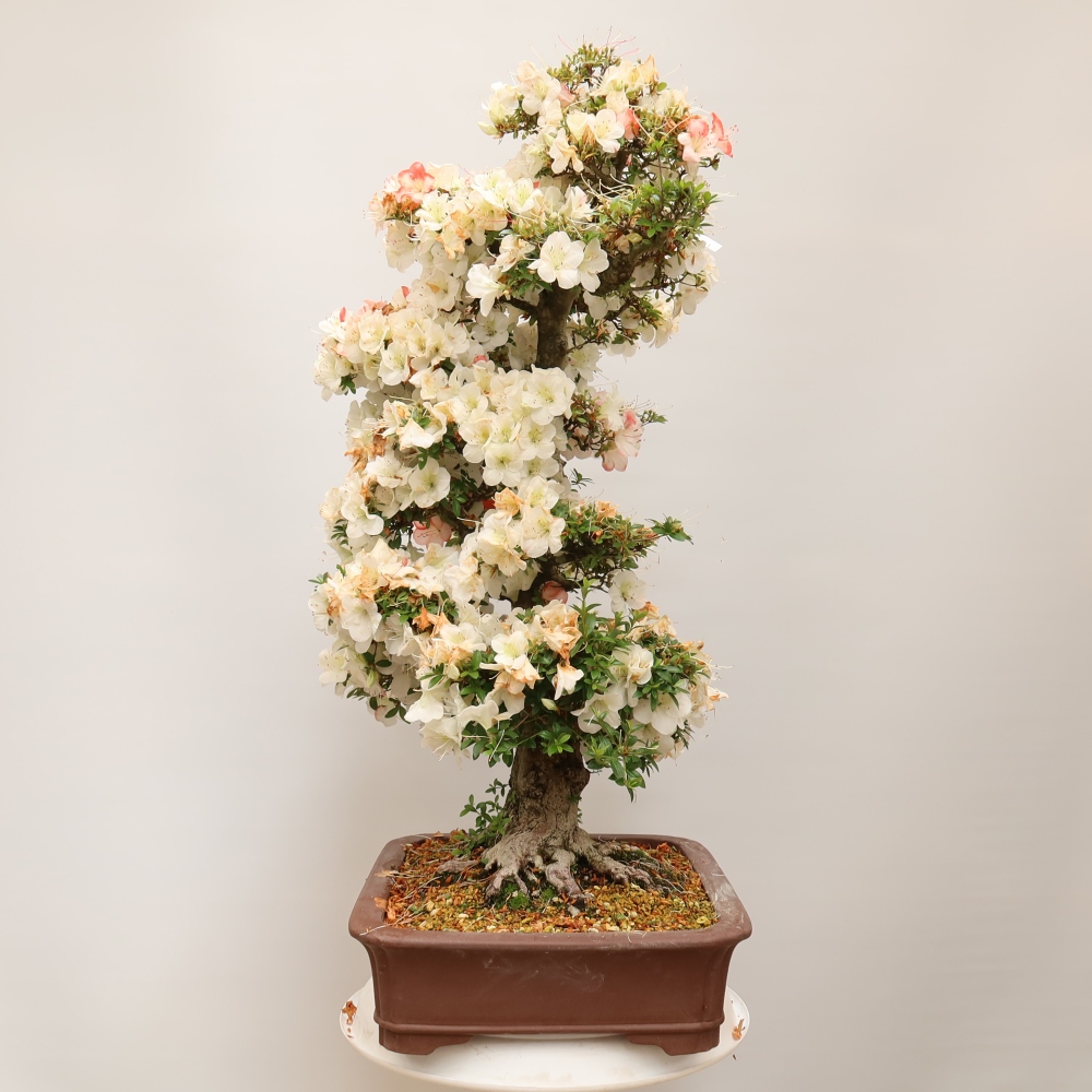 Kültéri bonsai - Japán azálea - Azalea Tochizumi