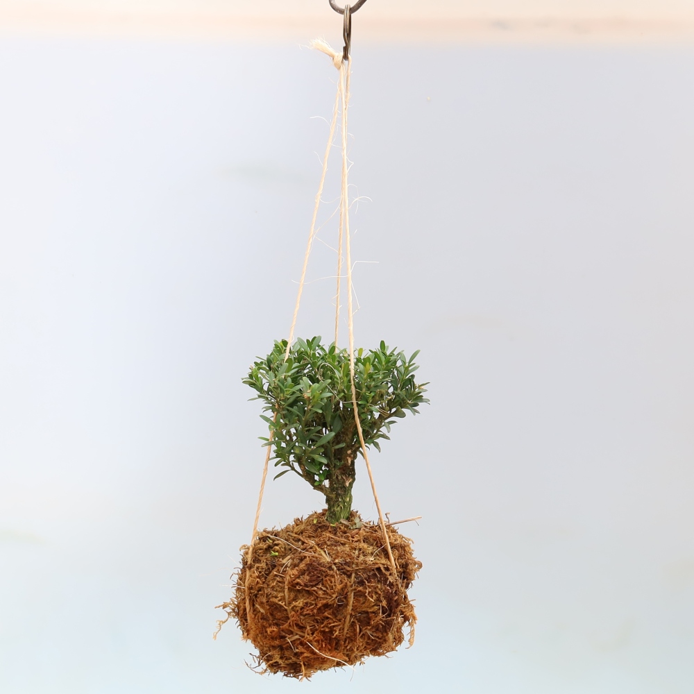 Kokedama kerámiaedényben – Buxus harlandii – parafa buxus