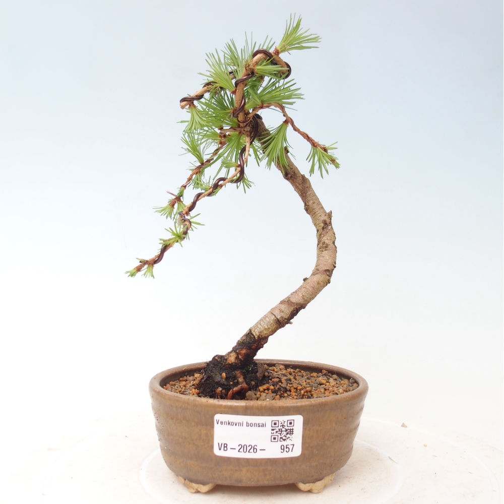 Kültéri bonsai - Larix Kaempferi - Japán vörösfenyő