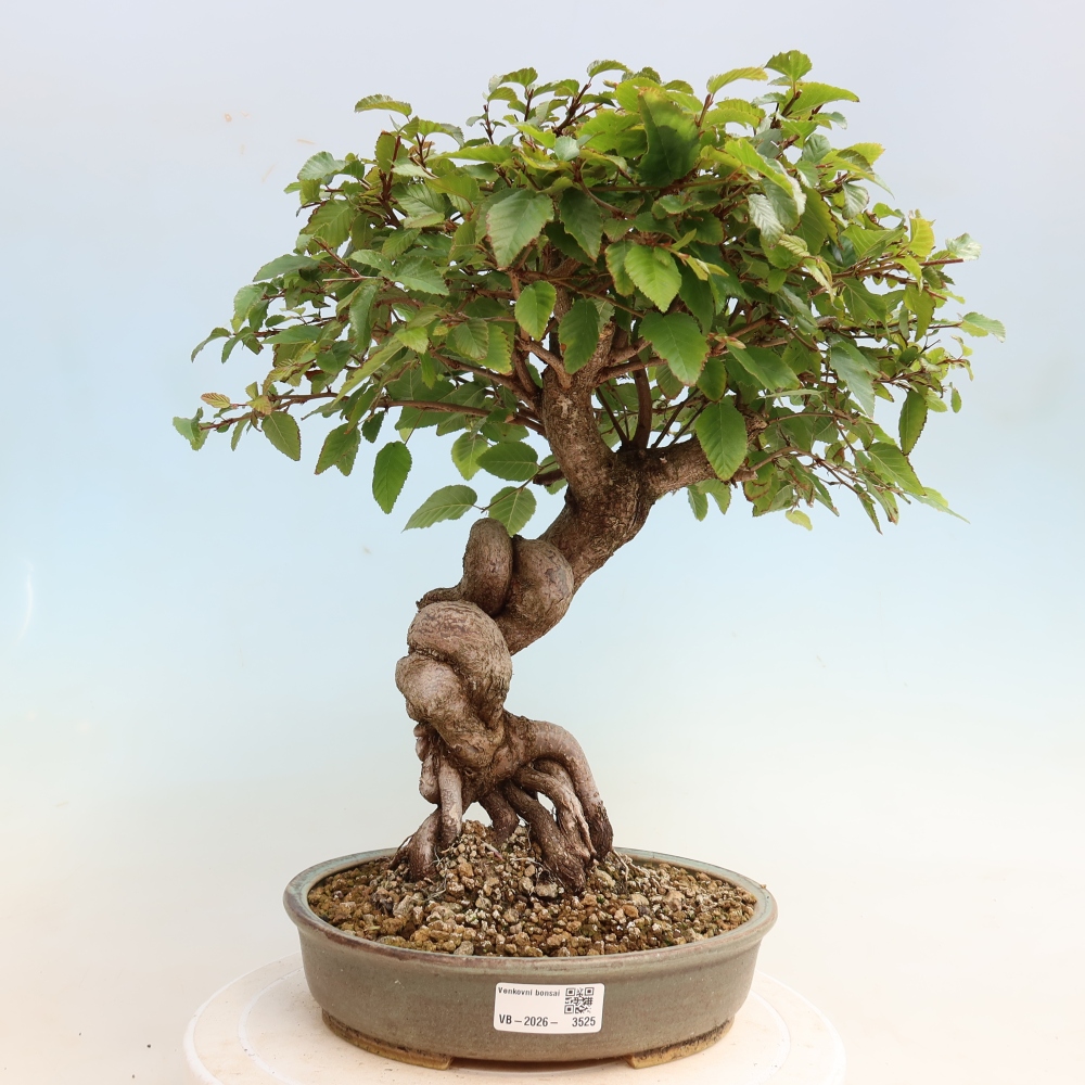Kültéri bonsai -Carpinus CARPINOIDES - Koreai gyertyánfa