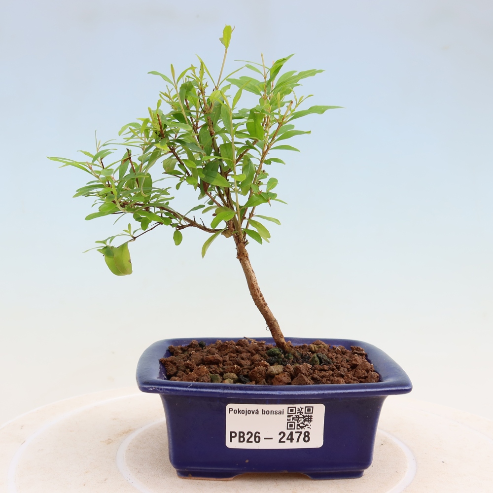 Szobai bonsai-PUNICA granatum nana-gránátalma