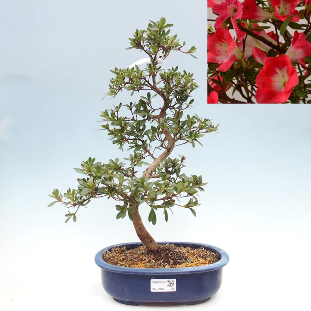 Kültéri bonsai - Japán azálea - Azalea Beniko