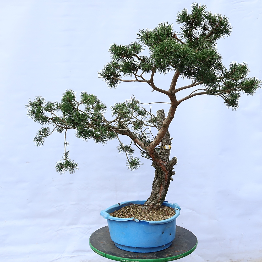 Pinus sylvestris Spanyolország – erdei fenyő