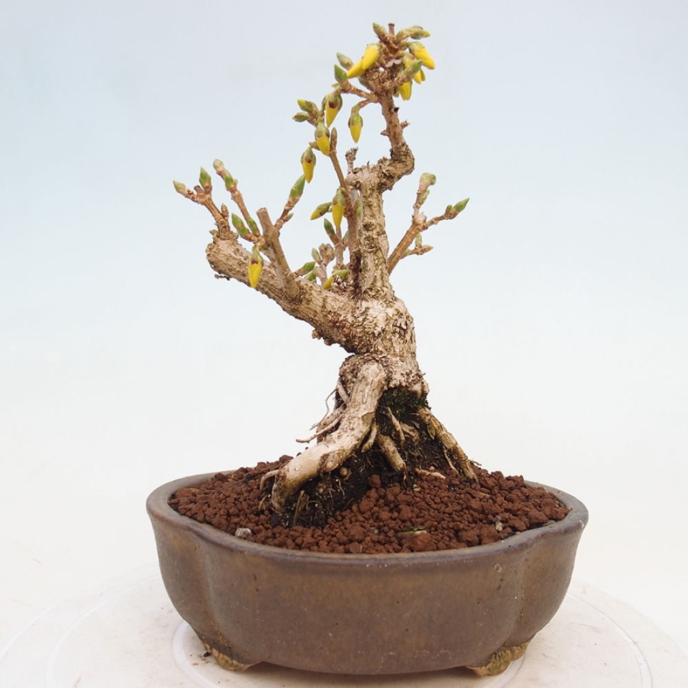 Kültéri bonsai - Zlatice - Forsythia intermedia