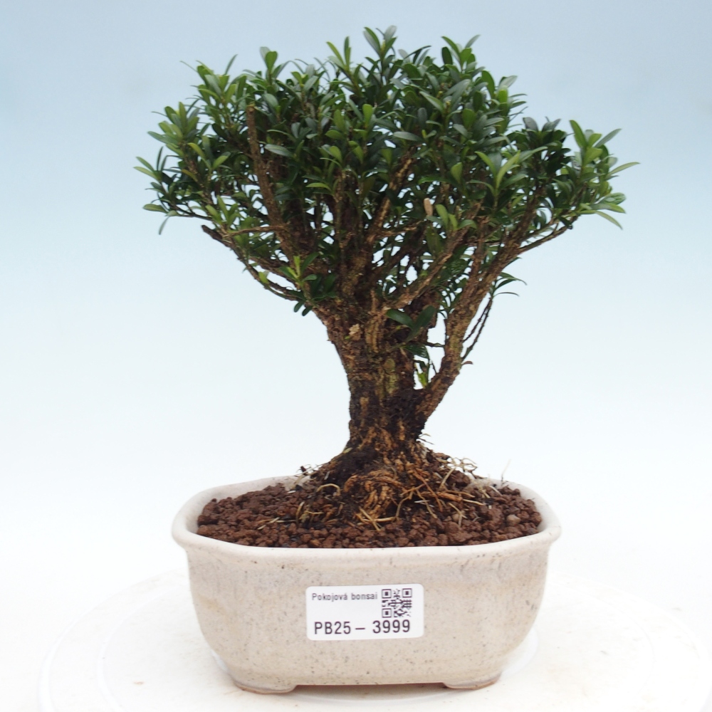 Szobai bonsai - Buxus harlandii - parafa buxus