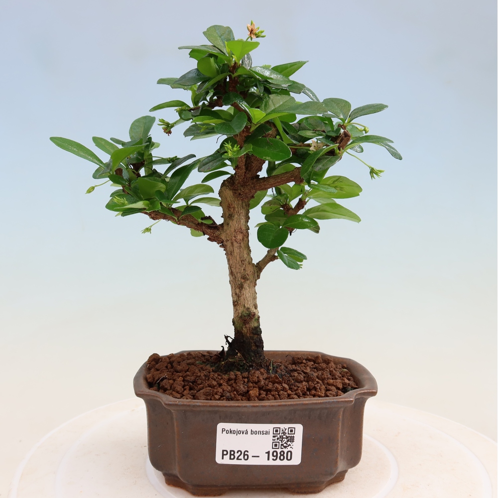 Szobai bonsai - Carmona macrophylla - Tea fuki