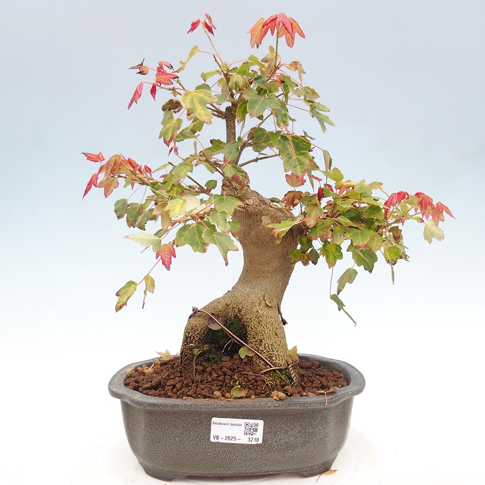 Kültéri bonsai - Acer Buergerianum - Burger juhar