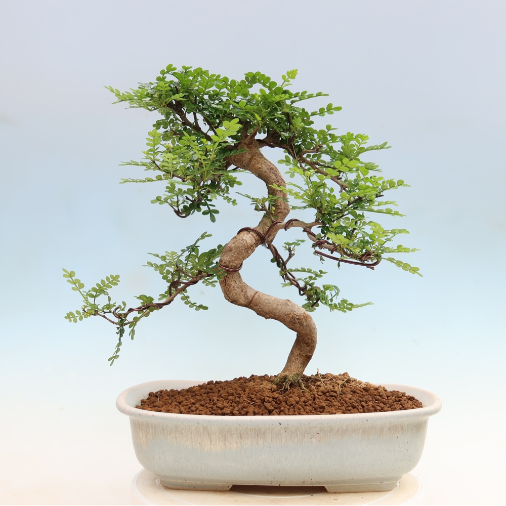 Szobai bonsai - Zantoxylum piperitum - borsfa