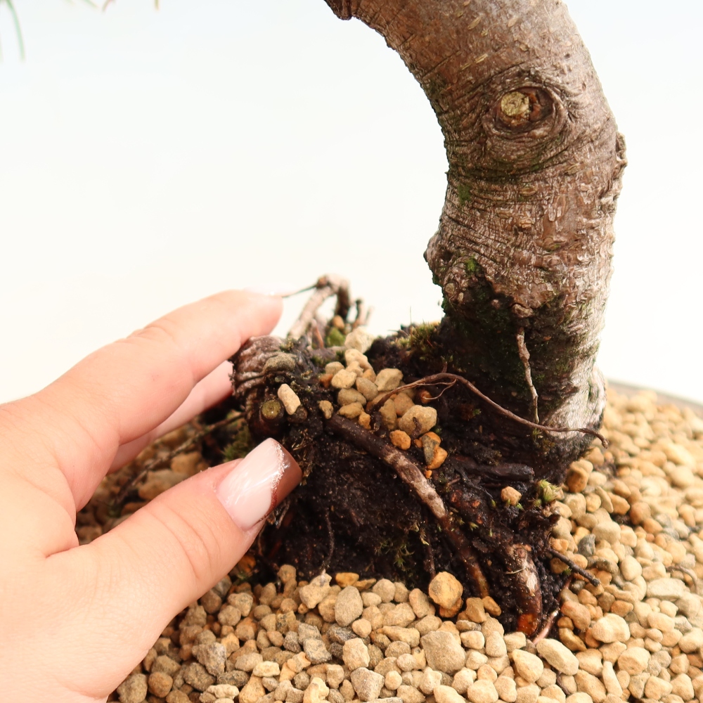 Kültéri bonsai – Pinus mugo Humpy – Törpefenyő