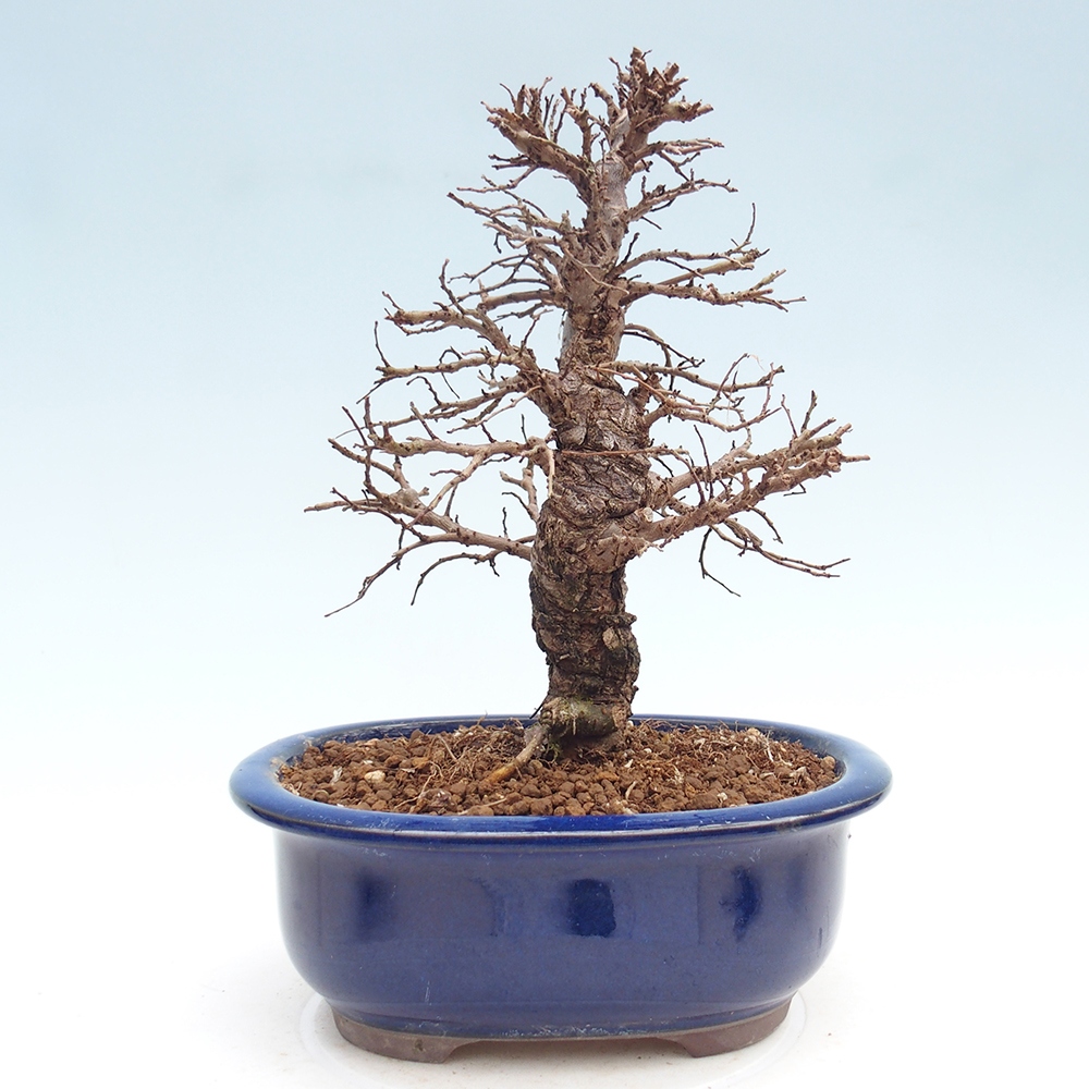 Kültéri bonsai - Zelkova - Zelkova NIRE
