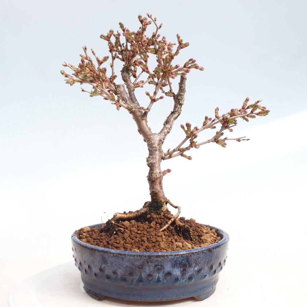 Kültéri bonsai - Prunus incisa Kojou-no mai-Plivon kivágva