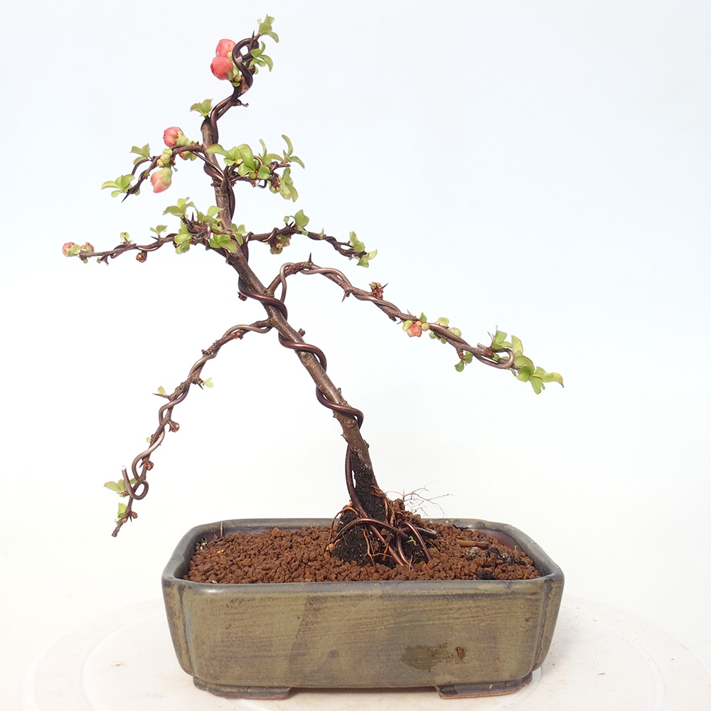 Kültéri bonsai - Chaneomeles s. Red Joy - birs
