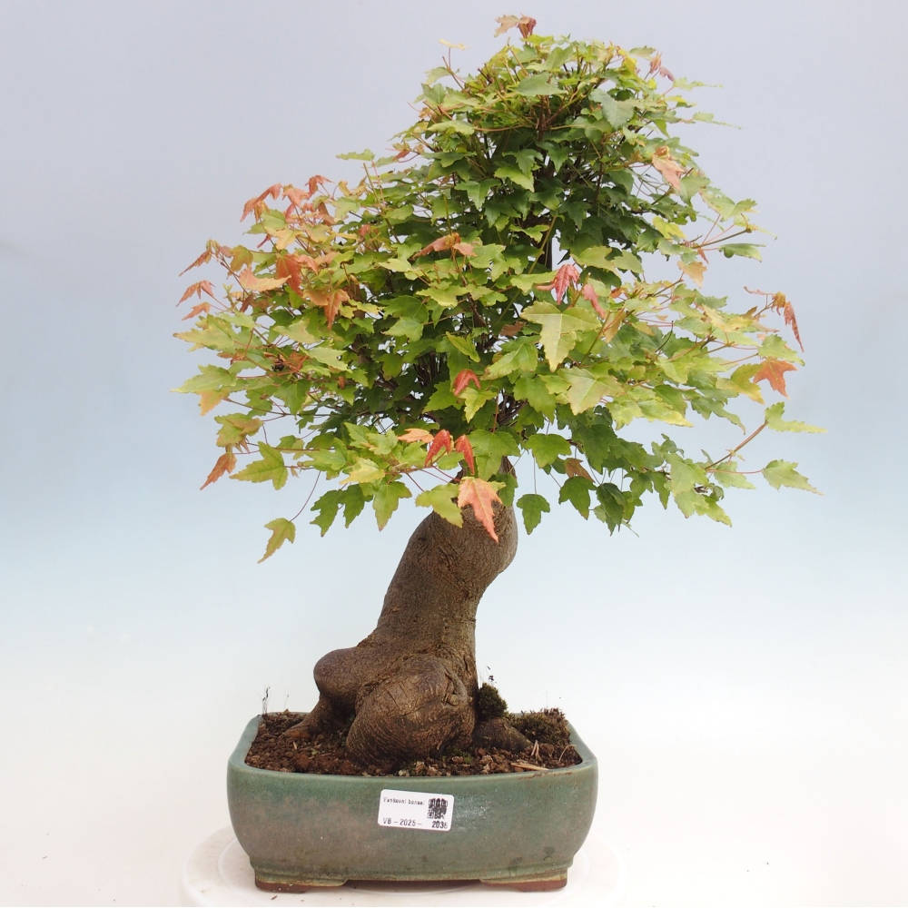 Kültéri bonsai - Acer Buergerianum - Burger juhar