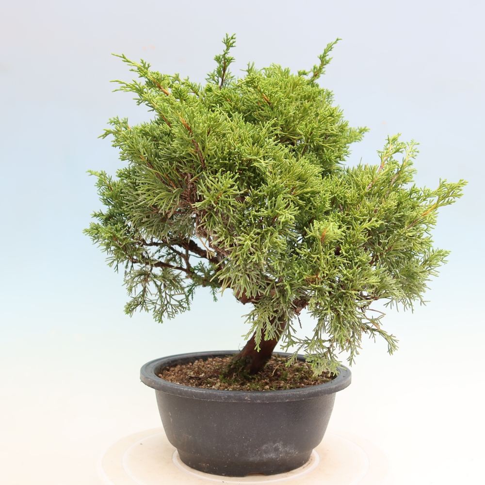 Kültéri bonsai - Juniperus chinensis Itoigawa-Juniperus chinensis