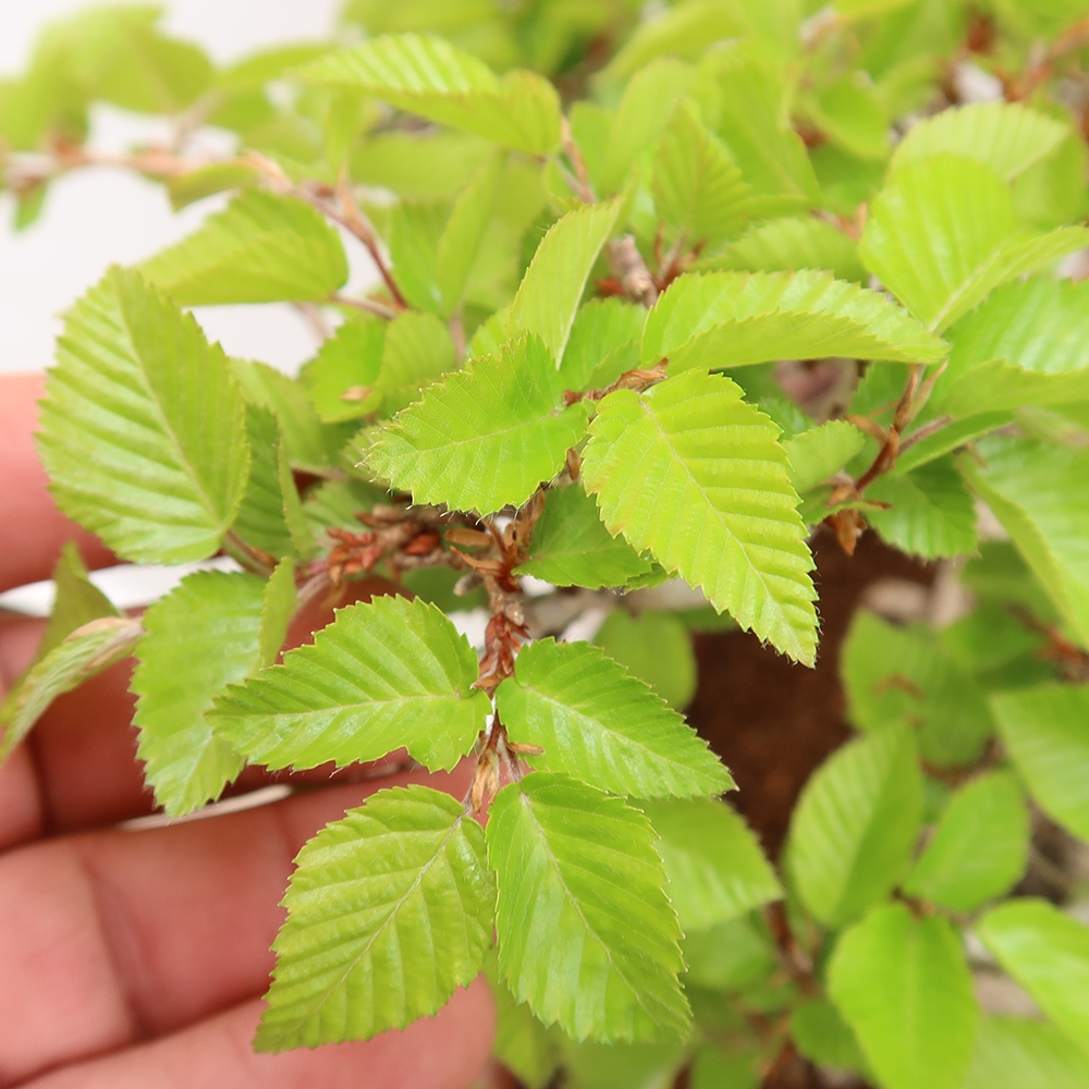 Kültéri bonsai -Carpinus Coreana - Koreai gyertyánfa