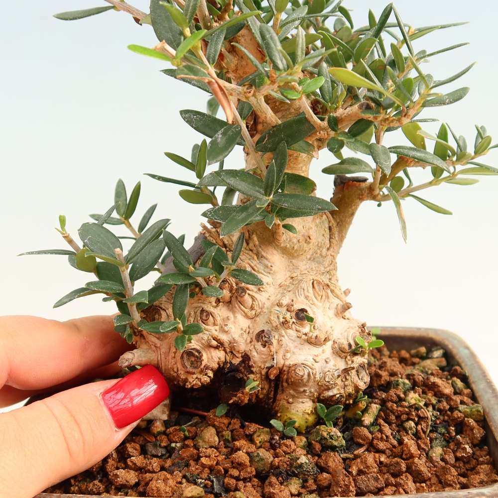 Beltéri bonsai - Olea europaea sylvestris