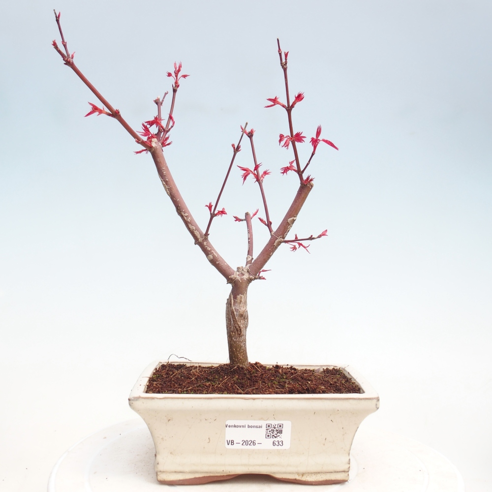 Kültéri bonsai - Acer palmatum DESHOJO