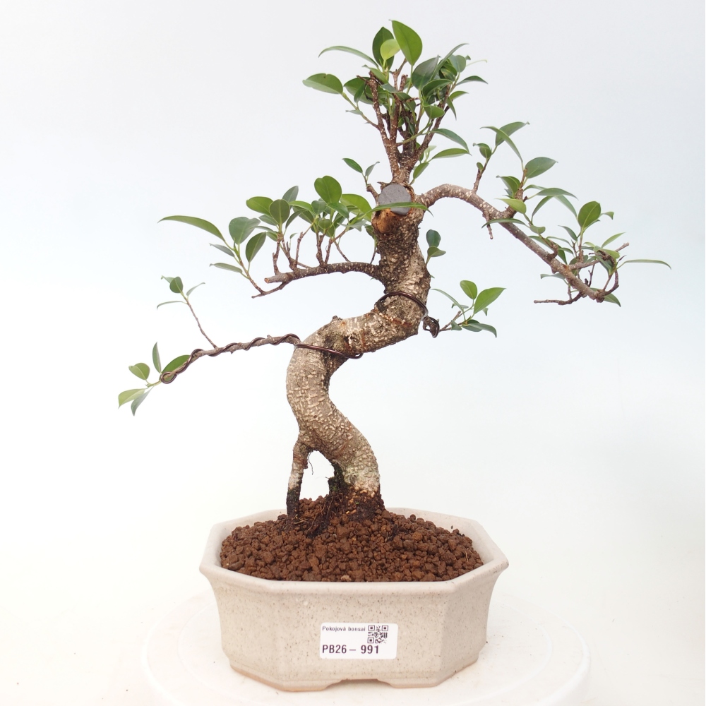 Szobai bonsai - Ficus retusa - kislevelű fikusz