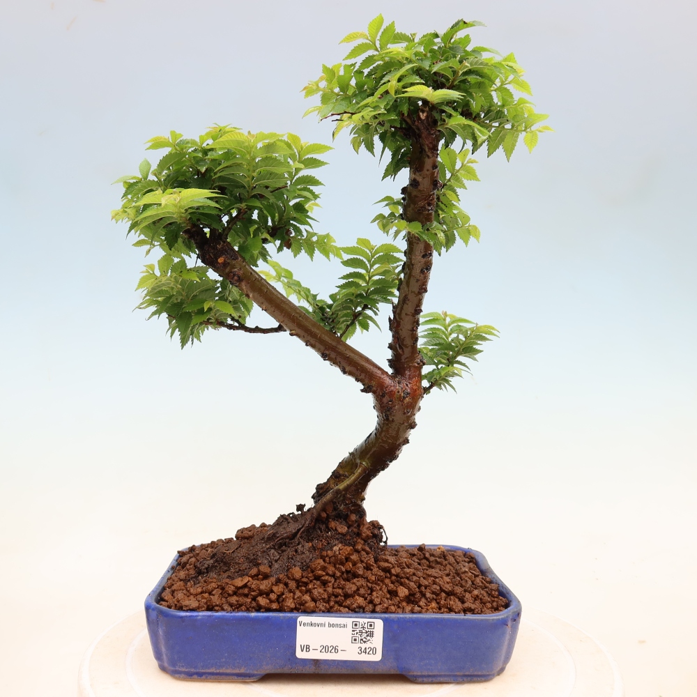 Kültéri bonsai – Ulmus Jacqueline Hillier – Gyönyörű szil