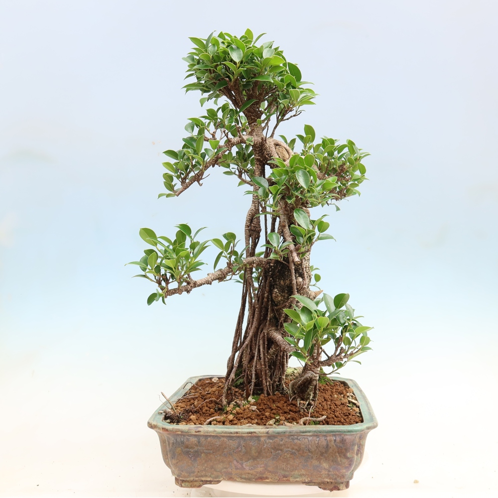 Szobai bonsai - Ficus kimmen - kislevelű fikusz