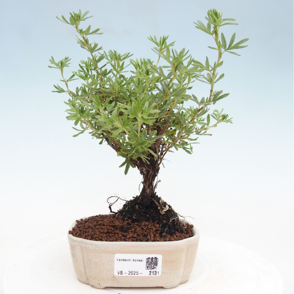 Kültéri bonsai - Potentila fruticosa sárga Bird