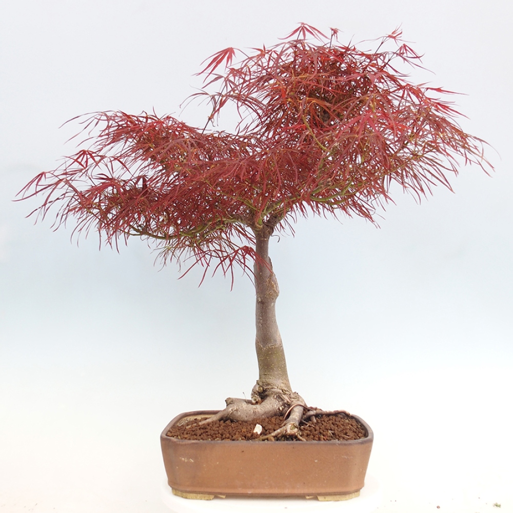 Kültéri bonsai - Acer palmatum RED PYGMY