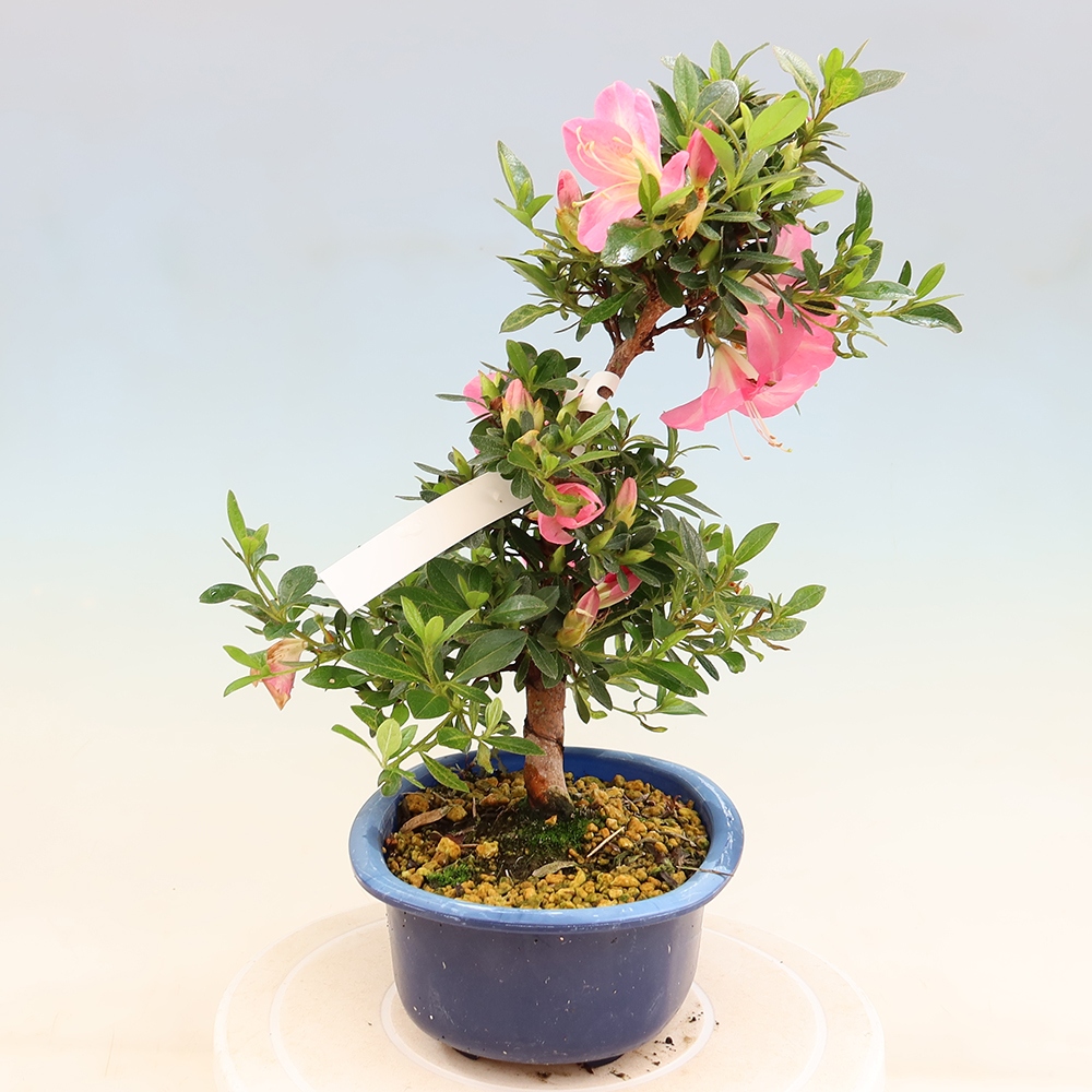 Kültéri bonsai - Japán azálea - Azalea Santoka