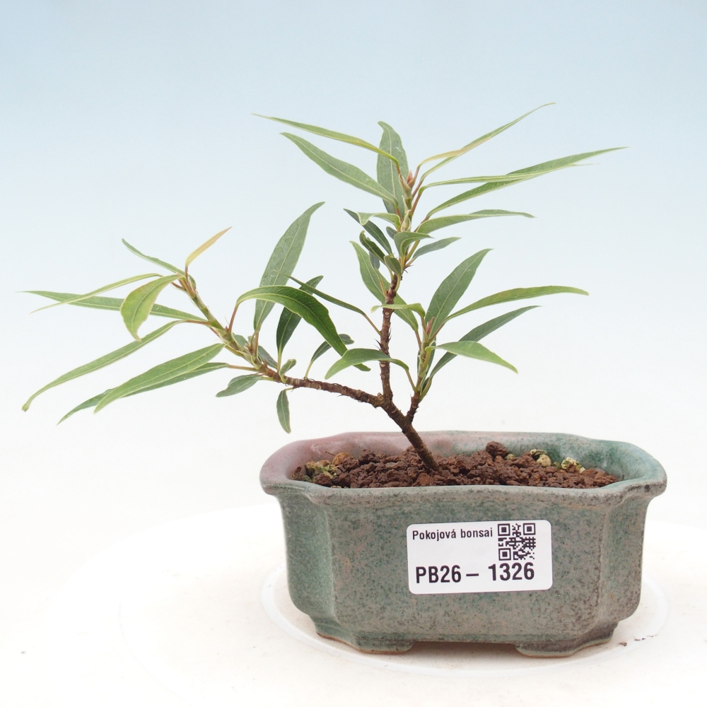 Szobai bonsai - Ficus nerifolia - kislevelű fikusz