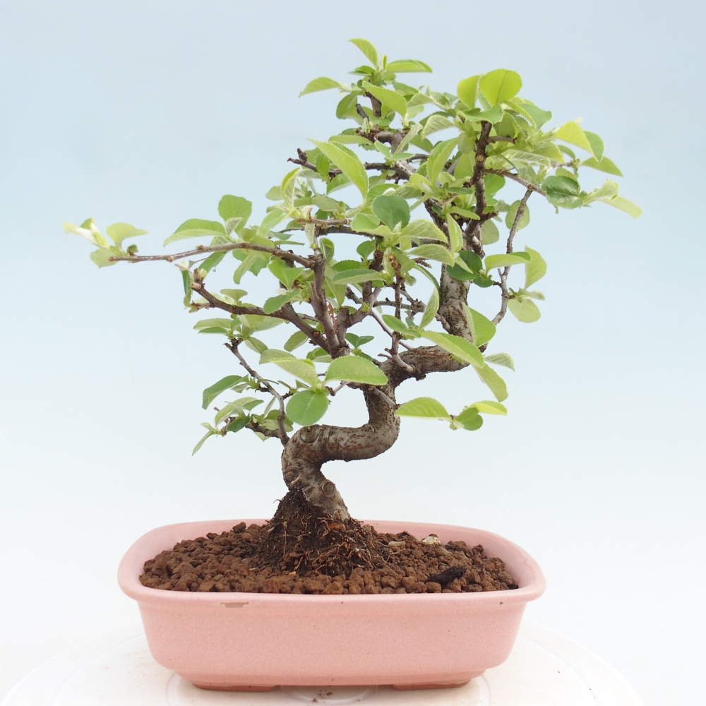 Kültéri bonsai - Chaneomeles chinensis