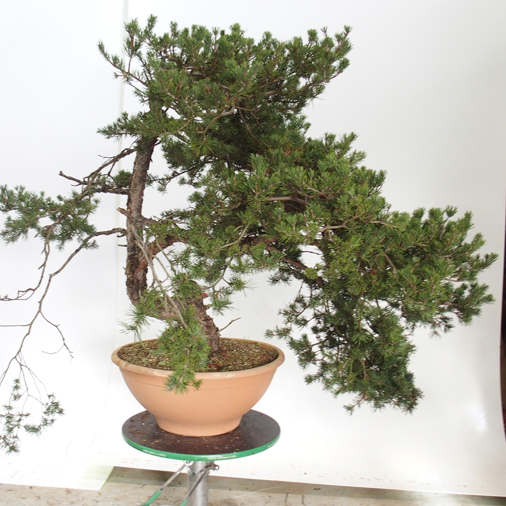 Yamadori - Pinus sylvestris Spanyolország