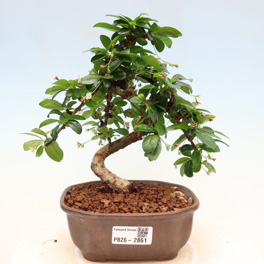 Szobai bonsai - Carmona macrophylla - Tea fuki