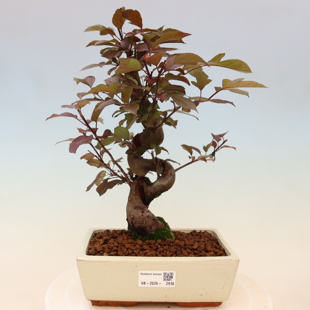 Kültéri bonsai -Malus domestica - Kis gyümölcsű piros levelű almafa