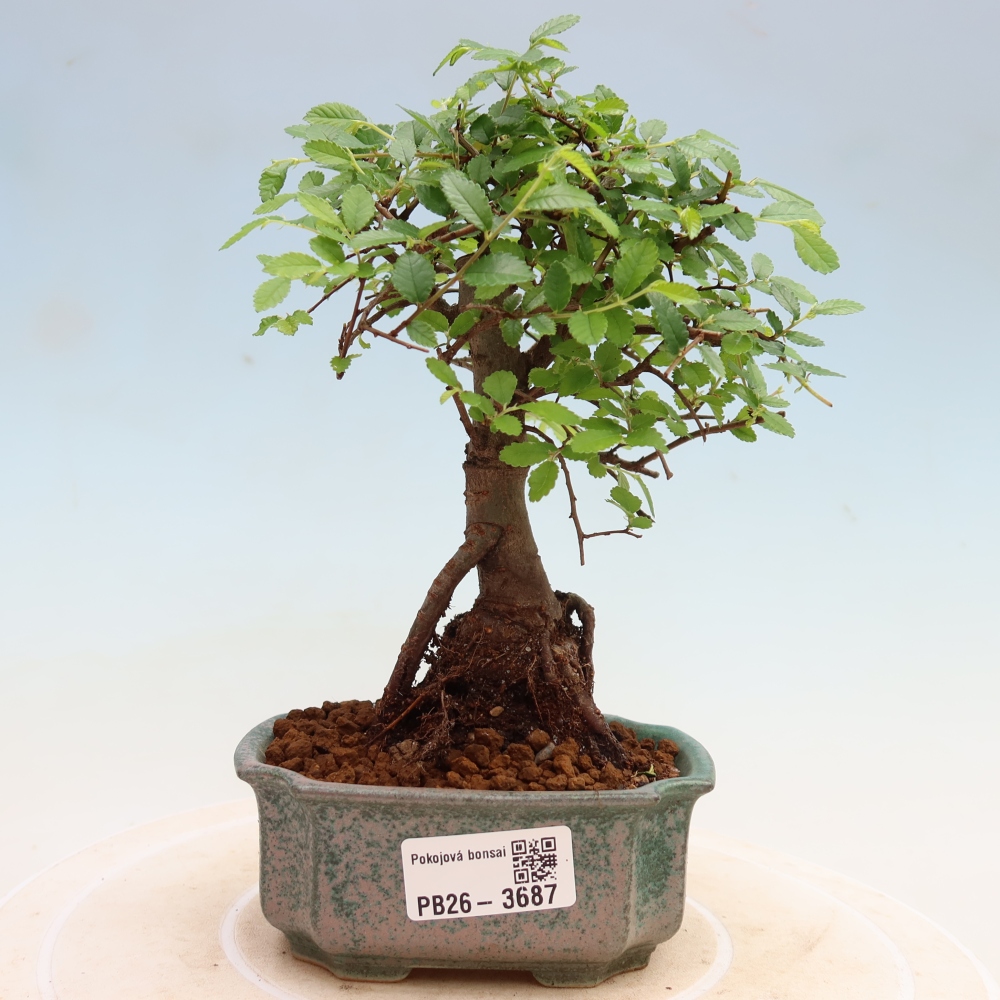 Szobai bonsai - Ulmus parvifolia - Kislevelű szilfa