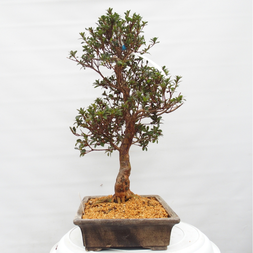 Kültéri bonsai - Japán azálea - Azalea Hanatsuzuri